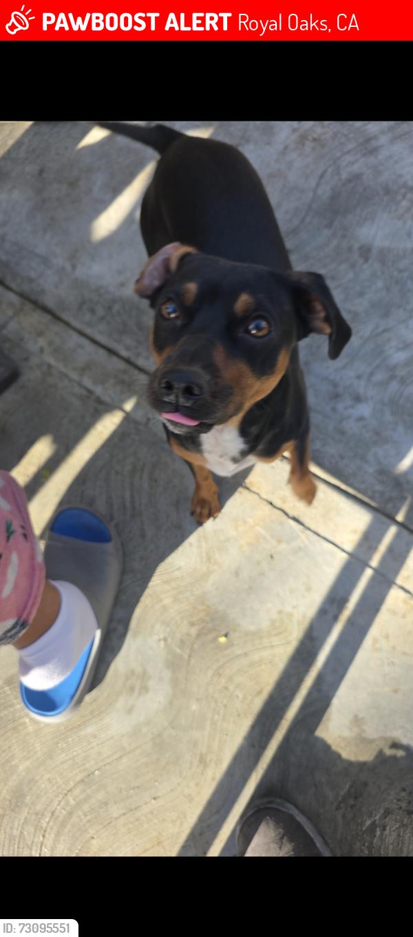 Lost Male Dog last seen Lewis rd, Royal Oaks, CA 95076