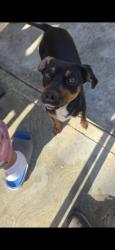 Lost Male Dog last seen Lewis rd, Royal Oaks, CA 95076