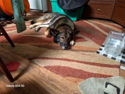 Found/Stray Male Dog last seen Kampmann at summit, San Antonio, TX 78201