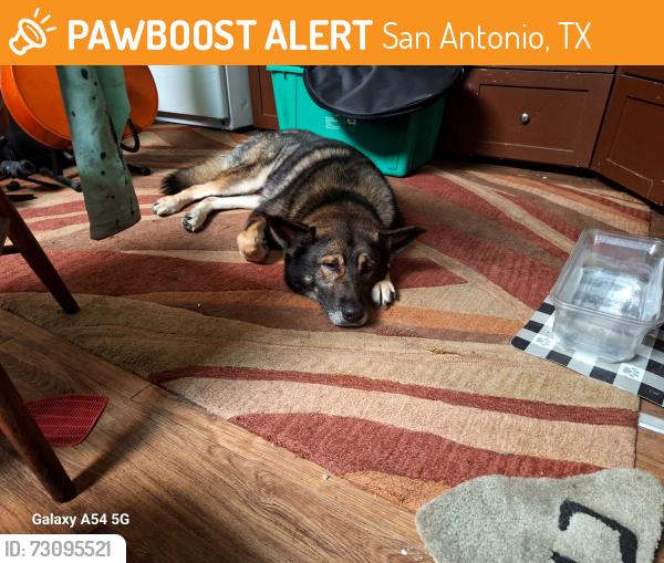 Found/Stray Male Dog last seen Kampmann at summit, San Antonio, TX 78201