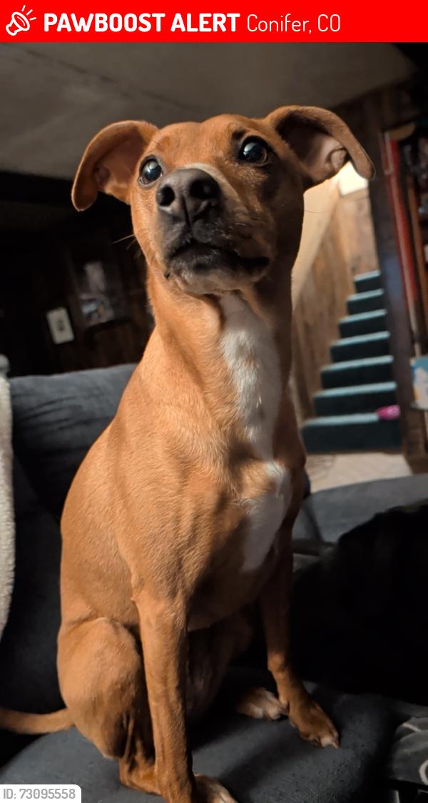 Lost Female Dog last seen Near Kennedy Gulch Rd, Conifer, CO 80433, Conifer, CO 80433