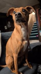 Lost Female Dog last seen Near Kennedy Gulch Rd, Conifer, CO 80433, Conifer, CO 80433