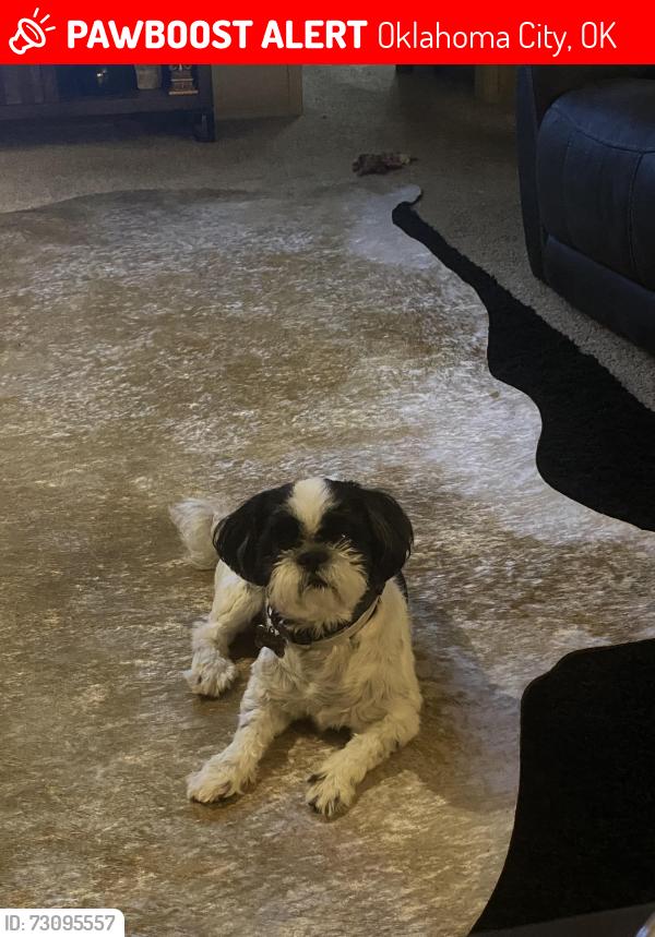 Lost Male Dog last seen NW Expressway and Wilshire, Oklahoma City, OK 73132