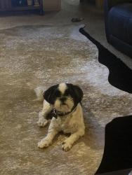 Lost Male Dog last seen NW Expressway and Wilshire, Oklahoma City, OK 73132