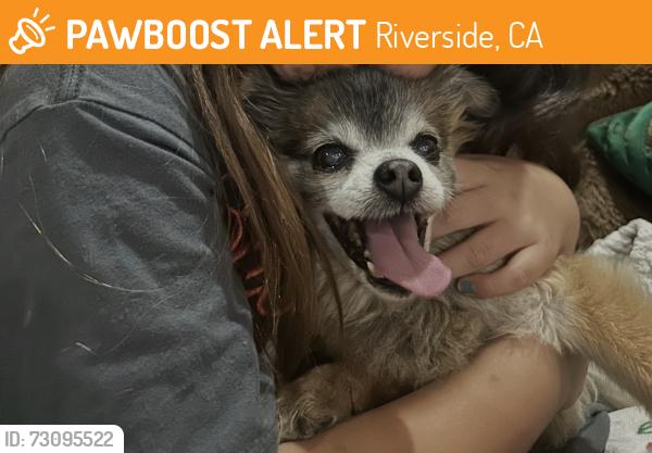 Found/Stray Male Dog last seen Lincoln Avenue, Riverside, CA 92503