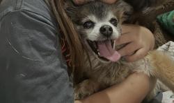 Found/Stray Male Dog last seen Lincoln Avenue, Riverside, CA 92503