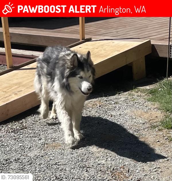Lost Male Dog last seen Espe/35th, Arlington, WA 98223