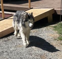 Lost Male Dog last seen Espe/35th, Arlington, WA 98223