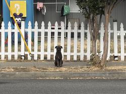 Found/Stray Unknown Dog last seen Roberts ave and Howe ct, Fremont, CA 94538