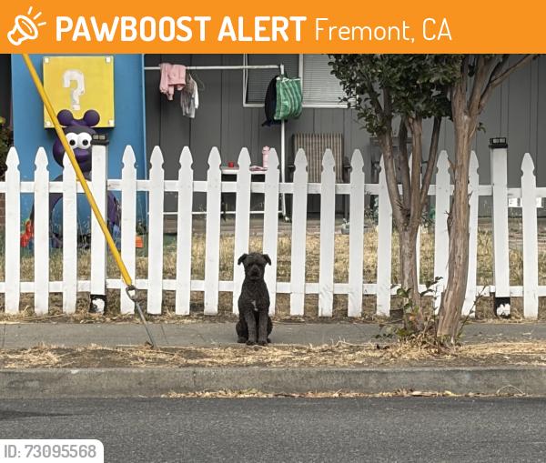 Found/Stray Unknown Dog last seen Roberts ave and Howe ct, Fremont, CA 94538
