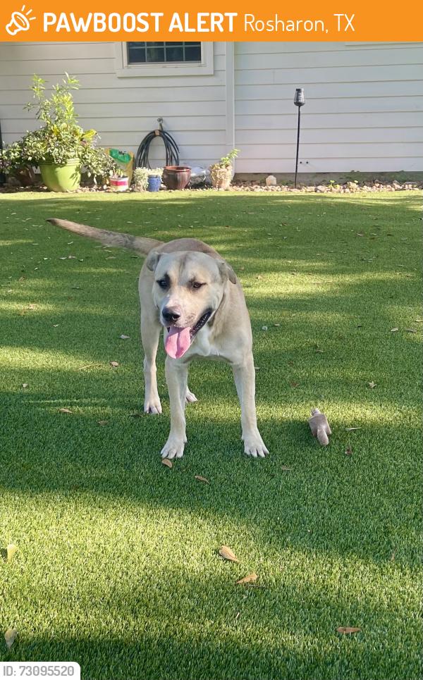 Found/Stray Male Dog last seen Dubuque (CR 63) & Iowa Colony Blvd (CR65), Rosharon, TX 77583