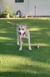 Found/Stray Male Dog last seen Dubuque (CR 63) & Iowa Colony Blvd (CR65), Rosharon, TX 77583