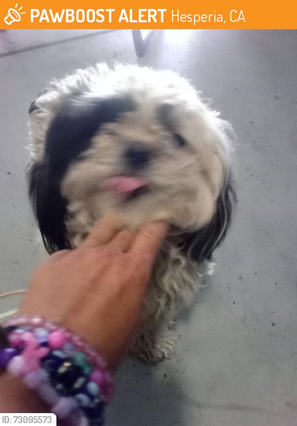 Found/Stray Female Dog last seen Joshua Street and 3rd Avenue, Hesperia, CA 92344