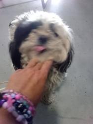 Found/Stray Female Dog last seen Joshua Street and 3rd Avenue, Hesperia, CA 92344