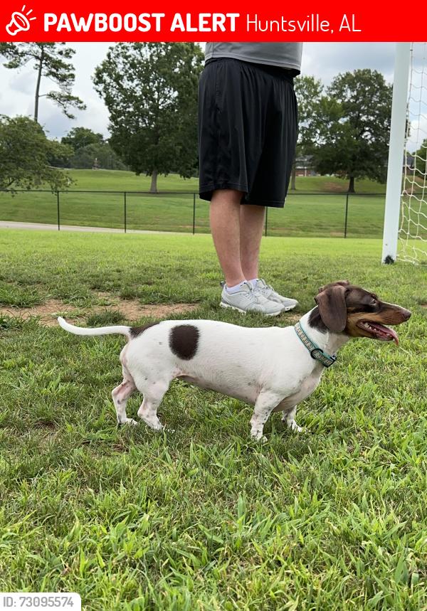 Lost Female Dog last seen Lowe Mill, Huntsville, AL 35805
