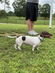 Lost Female Dog last seen Lowe Mill, Huntsville, AL 35805