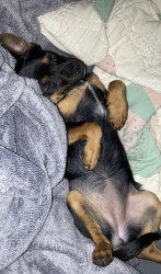 Lost Female Dog last seen taylor mill, Taylor Mill, KY 41015