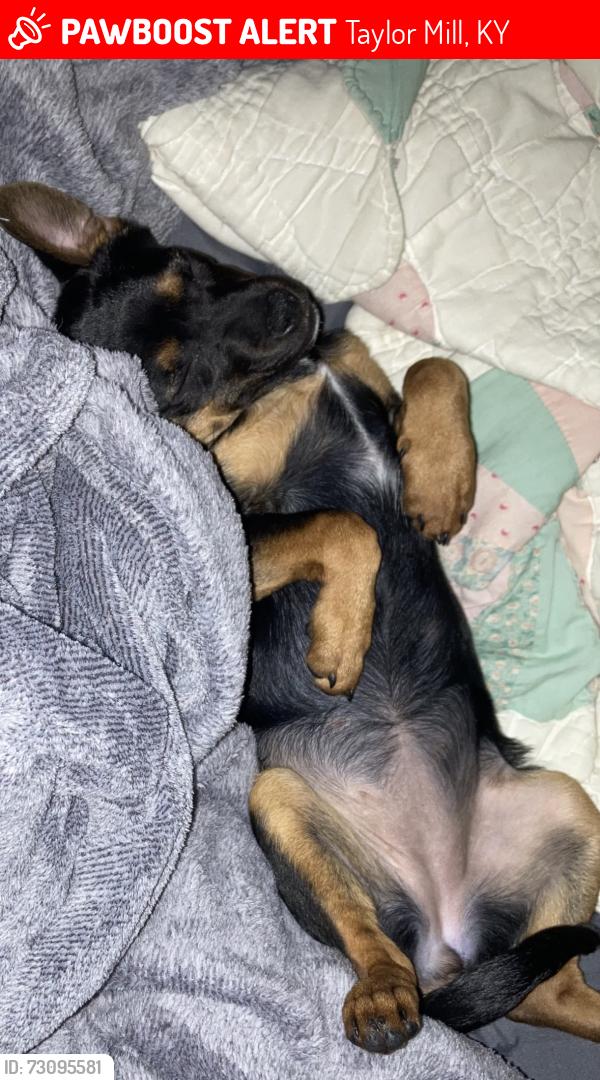 Lost Female Dog last seen taylor mill, Taylor Mill, KY 41015