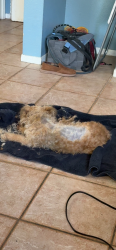Reunited Male Dog last seen Antioch, Antioch, CA 94531