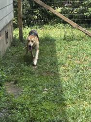 Found/Stray Female Dog last seen Blue heron, Todd Mission, TX 77363