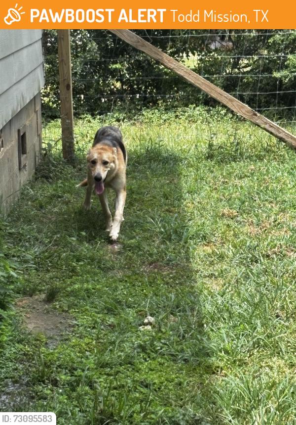 Found/Stray Female Dog last seen Blue heron, Todd Mission, TX 77363