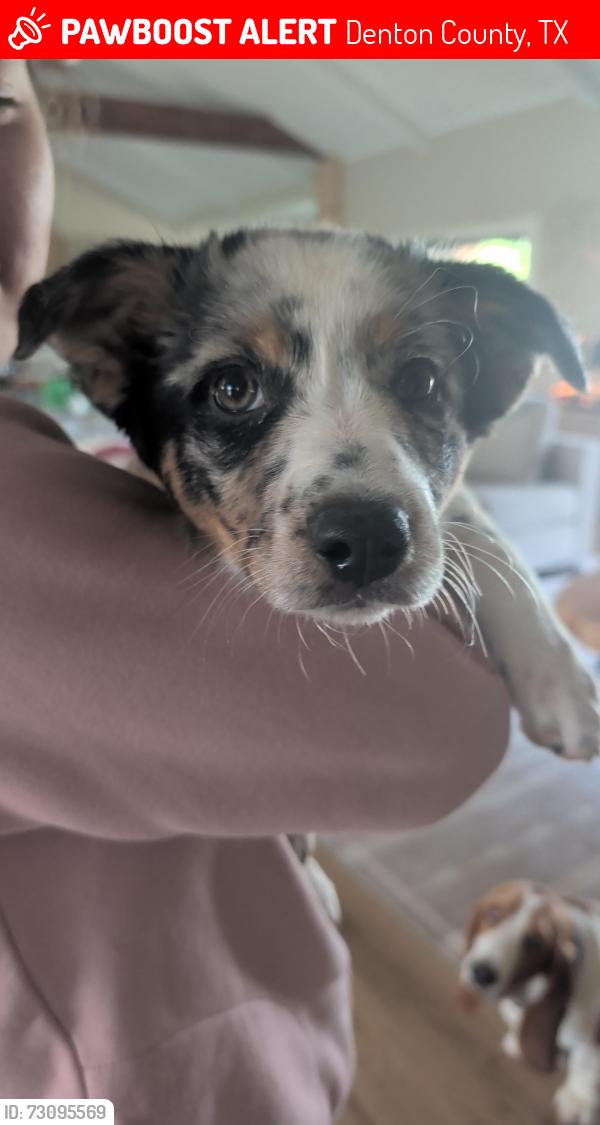 Lost Female Dog last seen Shepherd and green valley circle, Denton County, TX 76227