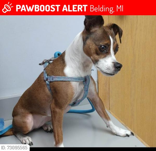 Lost Female Dog last seen Ellis ave, Belding, MI 48809