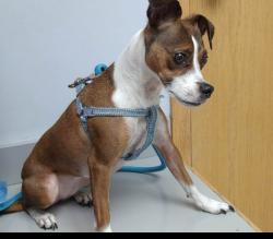 Lost Female Dog last seen Ellis ave, Belding, MI 48809