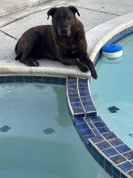 Lost Female Dog last seen Heacock/Parkland, Moreno Valley, CA 92557