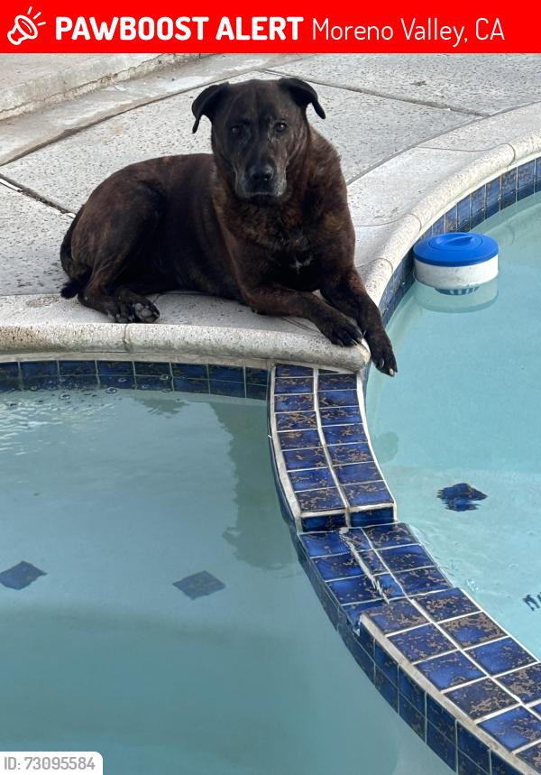 Lost Female Dog last seen Heacock/Parkland, Moreno Valley, CA 92557
