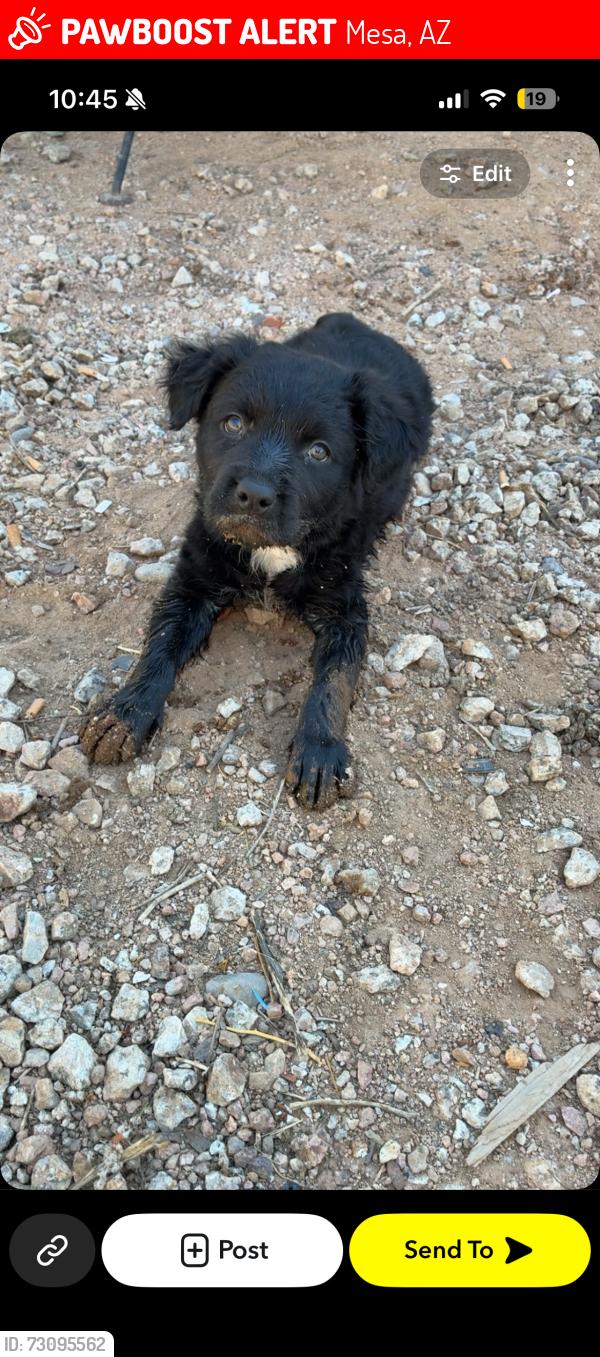 Lost Female Dog last seen Ellsworth and Sunland / Ellsworth and Pueblo, Mesa, AZ 85208