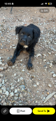 Lost Female Dog last seen Ellsworth and Sunland / Ellsworth and Pueblo, Mesa, AZ 85208