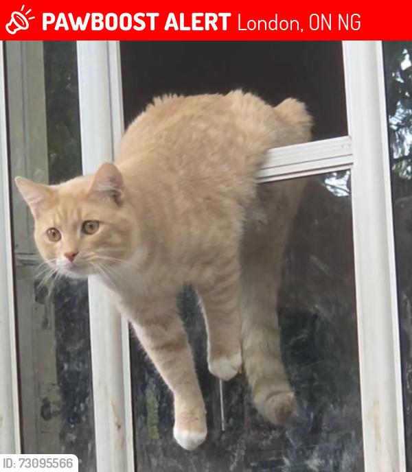 Lost Male Cat last seen Limberlost and Gainsborough , London, ON N6G