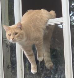 Lost Male Cat last seen Limberlost and Gainsborough , London, ON N6G