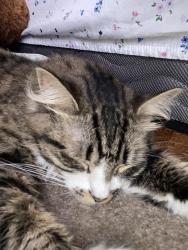 Lost Female Cat last seen Near Beverly dr, Barnegat Township, NJ 08005