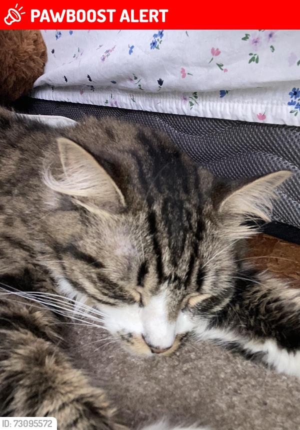 Lost Female Cat last seen Near Beverly dr, Barnegat Township, NJ 08005