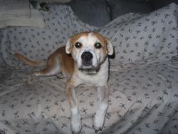 Lost Male Dog last seen Pinellas point drive, St. Petersburg, FL 33712