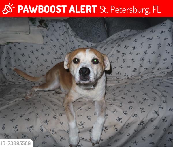 Lost Male Dog last seen Pinellas point drive, St. Petersburg, FL 33712