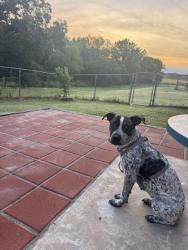 Found/Stray Female Dog last seen At intersection of Musson and MacArthur Street, Shawnee, OK 74804