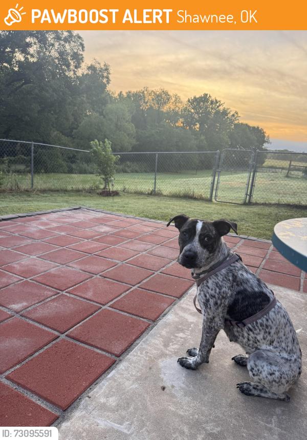 Found/Stray Female Dog last seen At intersection of Musson and MacArthur Street, Shawnee, OK 74804