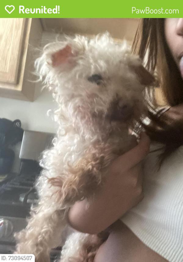 Reunited Male Dog last seen George Street, York, PA 17404