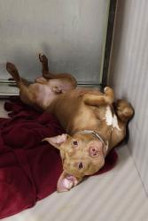 Shelter Stray Male Dog last seen 56-27 2nd Street, LONG ISLAND CITY, NY, 11101, 326 E 110th St, New York, NY 10029, USA