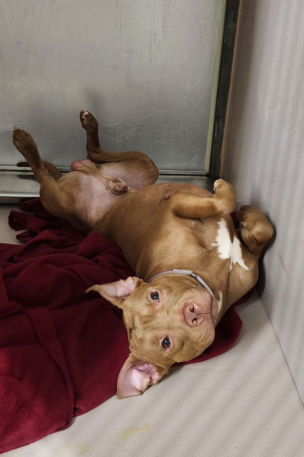 Shelter Stray Male Dog last seen 56-27 2nd Street, LONG ISLAND CITY, NY, 11101, 326 E 110th St, New York, NY 10029, USA