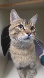 Shelter Stray Male Cat last seen UT-65 Affleck Park. Area two of camp ground. Camp ground 25., Unincorporated Salt Lake County, UT, 84108, 511 W 3900 S, Salt Lake City, UT 84123, USA