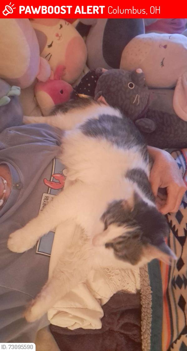 Lost Male Cat last seen Westphal Ave and Rickenbacker in Whitehall, but travels, Columbus, OH 43213