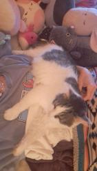 Lost Male Cat last seen Westphal Ave and Rickenbacker in Whitehall, but travels, Columbus, OH 43213