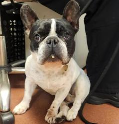Shelter Stray Male Dog last seen Near Estudillo Avenue, SAN LEANDRO, CA, 94577, 8323 Baldwin St, Oakland, CA 94621, USA