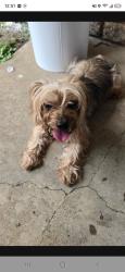 Reunited Male Dog last seen Near greywood drive, Mesquite, TX 75149