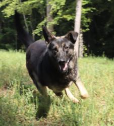 Reunited Female Dog last seen Little creek road, Thomasville, NC 27360