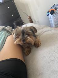 Lost Male Dog last seen Becker, Port St. Lucie, FL 34984